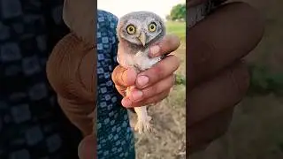 dangerous owl sound &hearts;️#viral #shorts #youtubeshorts #trending #ullu