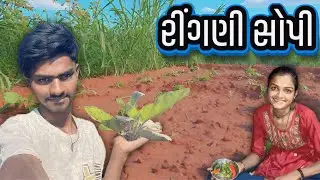 Finally રીંગણી સોપી દિધી 🌱 | Ringani Sopi Didhi |  Bagan Farming Work | Village Lifestyle Vlogs |