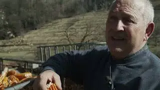 Il mais scagliolo di Carenno - tecniche di coltivazione
