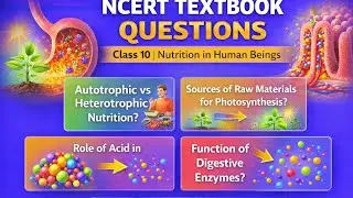 Life Processes 5.2.4 Human Digestion NCERT in side | Questions | Class 10 Biology | HOTS + PYQ + CBQ
