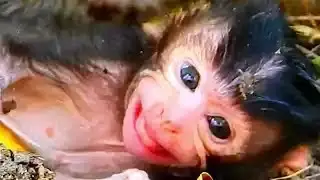 Baby Feeding Milk Animal Baby Monkey Wildlife Get Milk