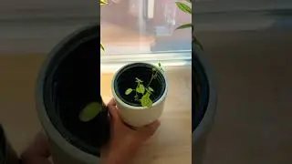 My #plants 🪴 made it back from the valley of death 🏜️ and are thriving. 🥳.