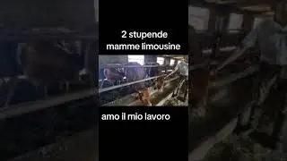 DUE STUPENDE MAMME LIMOUSINE...... AMO IL MIO LAVORO