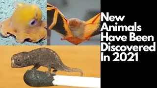 New Animals Have Been Discovered In 2021