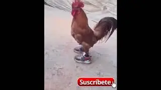 Gucci Gang - Lil Pump [Versi&oacute;n Gallo con Tennis]
