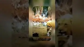 viral funny animal😁😂24 jam#videobinatang#animals#videoreelyoutube