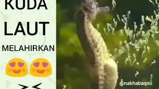 Kuda laut melahirkan anak