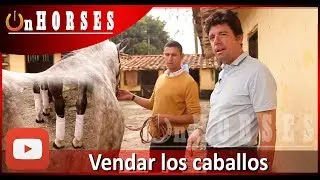 Cómo y por qué vendar su caballo para entrenar, por Rafael Ortiz