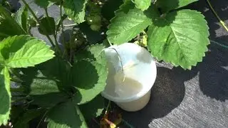 Protect Your Fruit From Spotted Winged Drosophila