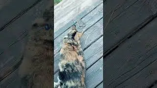 Kira caught a snake #tortie #cat