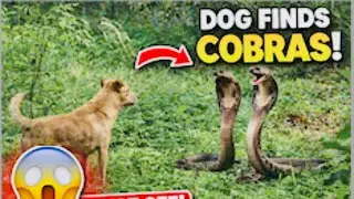 two king cobras 😱