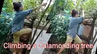 HARVESTING CALAMONDING/KALAMSI