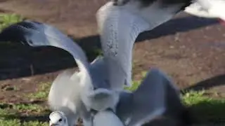2nd cycle Ring billed Gull Cork Lough 19th December 2025 HH