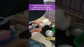 Perawatan Kucing yang Terkena Infeksi Virus Panleukopenia #shorts