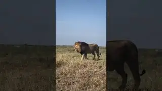 the lion is walking alone the lion is remembering his lioness#shorts