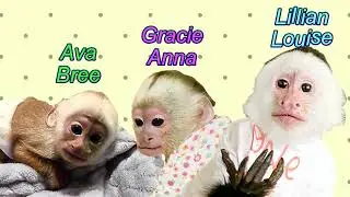 Lillian Loves Baby Sisters | Capuchin Monkey | Baby Monkey | Pet Monkey