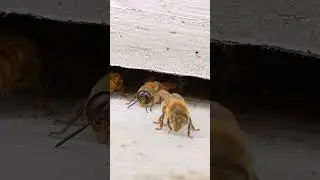 Can you identify the Male bee (drone bee)? #shorts #beekeeping