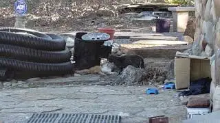 Cat stands his ground