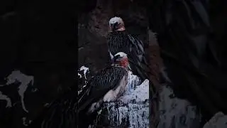 The Bone Crushing Vulture of the Skies! #bird #wildanimals