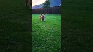 Adorable Golden Retriever Corgi Mix Dog Breed #doglife #playtime #playingalone #backyard #doglover