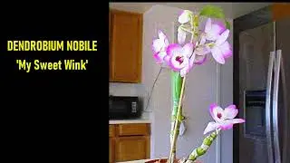 Dendrobium Nobile 'My Sweet Wink' from Bud to Bloom