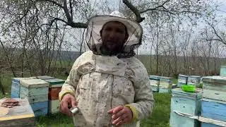 О весенних работах 22,04,2023 #протенновоеканди #весеннееразвитие