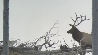 Elk Bugles on Ridgeline