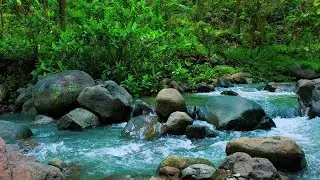 Forest River Flow Gentle White Noise for Relaxation Meditation and Rejuvenating Deep Sleep
