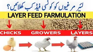 Layer Feed Schedule and Farmultion