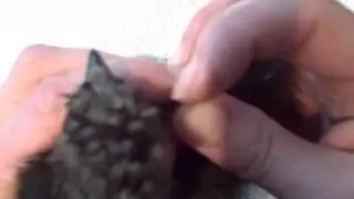 Applying Zip Style Wing Bands