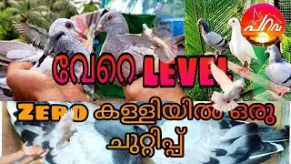 വീണ്ടും ഒരു Zero കള്ളി പ്രാവിനെ ചുറ്റിപ്പ് chick's first fly and best result
