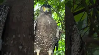 #Hawk #Eagle #Owl #Wildlife #Animal #EagleHawkOwl hawk vs snake, Owl vs snake fight, Eagle Vs Snake,