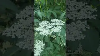 Elder Bush is now in Blossom