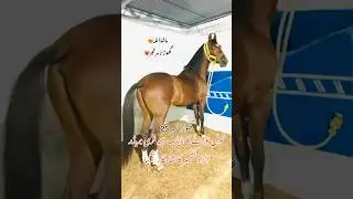 Free Breeder Horse 25