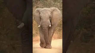 Majestic stroll: An elephant&rsquo;s slow-motion walk through autumn&rsquo;s golden embrace 🍂🐘 #elephant