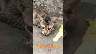 #youtube  short video bilee ki aavaj 😱😱😾 channel subscribe please