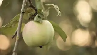 Пример видео Canon 500D. Как снимает видео фотоапарат которому 9 лет. Красивое видео. Природа