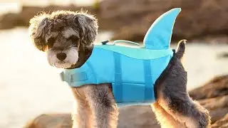Is This the BEST Dog Life Jacket EVER? (XXL Size!)