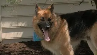 Doggy Play Date | Kate Plus 8