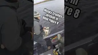 Big Fall Wisconsin Musky Crushes Jerkbait Boatside #blind#figure8#muskyfishing#fishing#wisco#guide