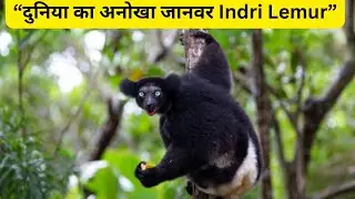 Indri Lemur facts | इंद्री लेमुर के बारे में जानकारी ||