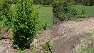 Backyard Stump Grinding | Before & After