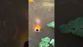 Koi Fish in Thailand