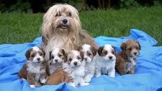 Bichon havanese puppies /  havanese kiskutyák 5 hetes korukban