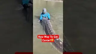 The New Way to Harvest Caviar Without Harming Beluga Sturgeon