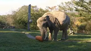 Giant pumpkin VS elephant