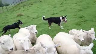 Sending Working Dogs to Australia. mikehughesworkingdogs@farmside.co.nz