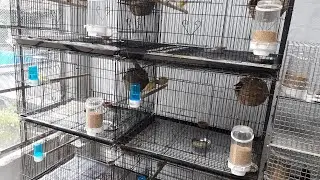 My all finches breeding nest box setup and nesting Tips...