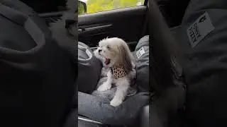 Meet the World's Happiest Travel Buddy! Prepare for Cuteness Overload!🚗🐾✨