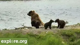 Baby Bears Galore - This Week at Brooks Falls